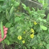 Učinite sami rekviziti za grašak: fotografija kako napraviti oslonac