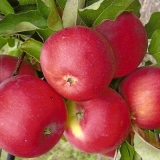 Detaljne karakteristike stabla jabuke welsey