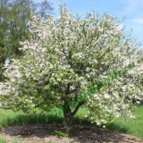 Detaljna uputstva za formiranje krošnje stabala jabuke