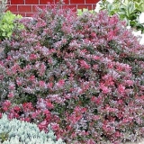 Detaljan opis sorte žutika tunberga atropurpurea