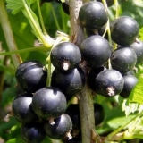 Detaljan opis sorte crne ribizle selechenskaya