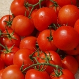 Detaljan opis i karakteristike sorte paradajza verlioka