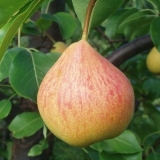 Detaljan opis jesenske sorte krušaka u znak sjećanja na yakovlev