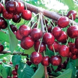 Detaljan opis sorte trešnje revna