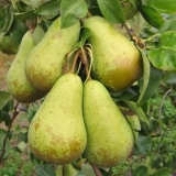 Detaljan opis sorte konferencijske kruške