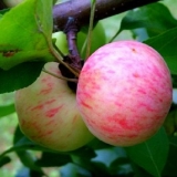 Detaljan opis sorte jabuke kruške