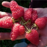 Detaljan opis sorte maline maroseyka