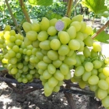 Detaljan opis sorte grožđa arcadia