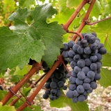 Detaljan opis sorte grožđa cabernet sauvignon