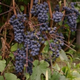 Detaljan opis sorte grožđa saperavi