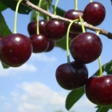 Detaljan opis sorte čokoladne trešnje