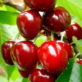 Detaljan opis sorte trešnje turgenevka