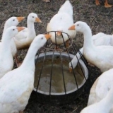 Uradi sam pojilica za pačiće