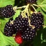 Korisna svojstva kupine