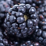 Korisna svojstva i kontraindikacije bobica i listova kupine