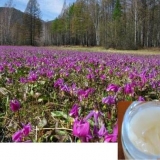 Korisna svojstva i kontraindikacije kandyk meda