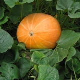 Korisna svojstva i kontraindikacije bundeve za ljudski organizam