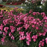 Polyanthus pompon ruža floribunda pomponella (pomponella)