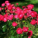 Polyanthus ruža: uzgoj iz sjemena kod kuće