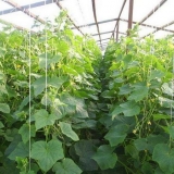 Zalijevanje krastavaca u stakleniku