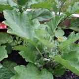 Zalijevanje sadnica patlidžana