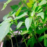 Zalivanje sadnica paprike