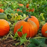 Zalijevanje bundeve u otvorenom tlu: koliko često i kako to učiniti ispravno