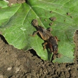 Zalijte kupus sa amonijakom: proporcije i tehnika zalijevanja