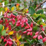 Potpuni opis obične žutike