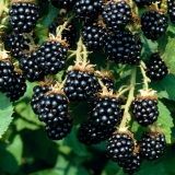 Potpuni opis sorte agave kupine