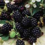 Potpuni opis sorte kupine chester