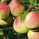 Potpuni opis sorte kruške krasulya