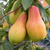 Potpuni opis sorte kruške talgar beauty