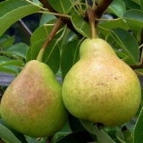 Potpuni opis sorte kruške veles