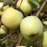 Potpuni opis sorte jabuke antonovka