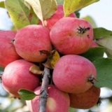 Potpuni opis sorte jabuke pepin šafran