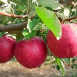 Kompletan opis sorte jabuka slava pobjednicima