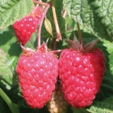 Potpuni opis sorte maline krasa iz rusije