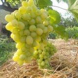 Potpuni opis sorte grožđa laura