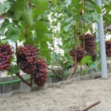 Potpuni opis sorte grožđa novocherkassk anniversary