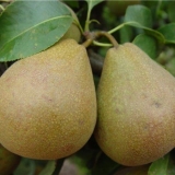 Potpuni opis sorte zimske kruške bjeloruske kasne