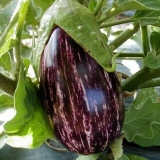 Prugasti patlidžan sa slikom i opisom