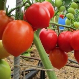 Budenovka paradajz: karakteristike i opis sorte