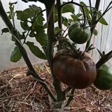 Paradajz crni ananas: karakteristike i opis sorte, fotografija
