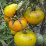 Paradajz bakin poljubac: karakteristike i opis sorte, fotografije, recenzije vrtlara