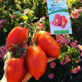 Paradajz kraljevsko iskušenje: karakteristike i opis sorte