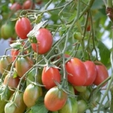 Paradajz chio chio san: fotografija, recenzije