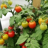 Kameni cvijet rajčice: opis sorte, fotografije, recenzije, kako sad...