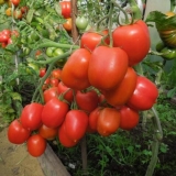 Iznenađenje u zatvorenom prostoru: opis sorte, fotografije, recenzi...