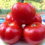 Paradajz crveni gard: fotografija i opis